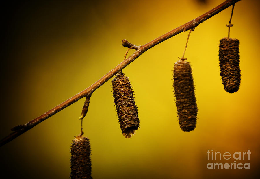 Flower Photograph - Silver Birch Seeds by THP Creative