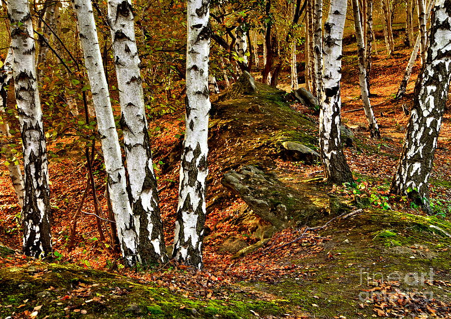 Silver Birch Tree Canvas Photograph by Martyn Arnold