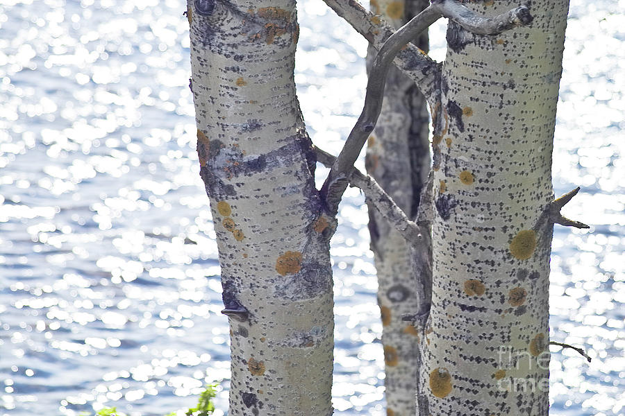 Silver birch trees at a sunny lake Photograph by Heiko Koehrer-Wagner