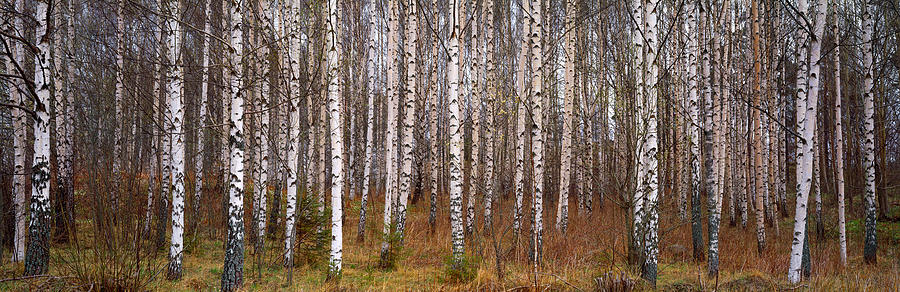 Spring Photograph - Silver Birch Trees In A Forest, Narke by Panoramic Images