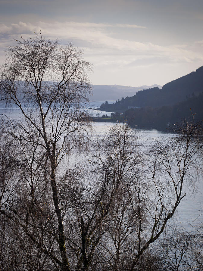 Silver birches above Loch Long  Photograph by Gary Eason