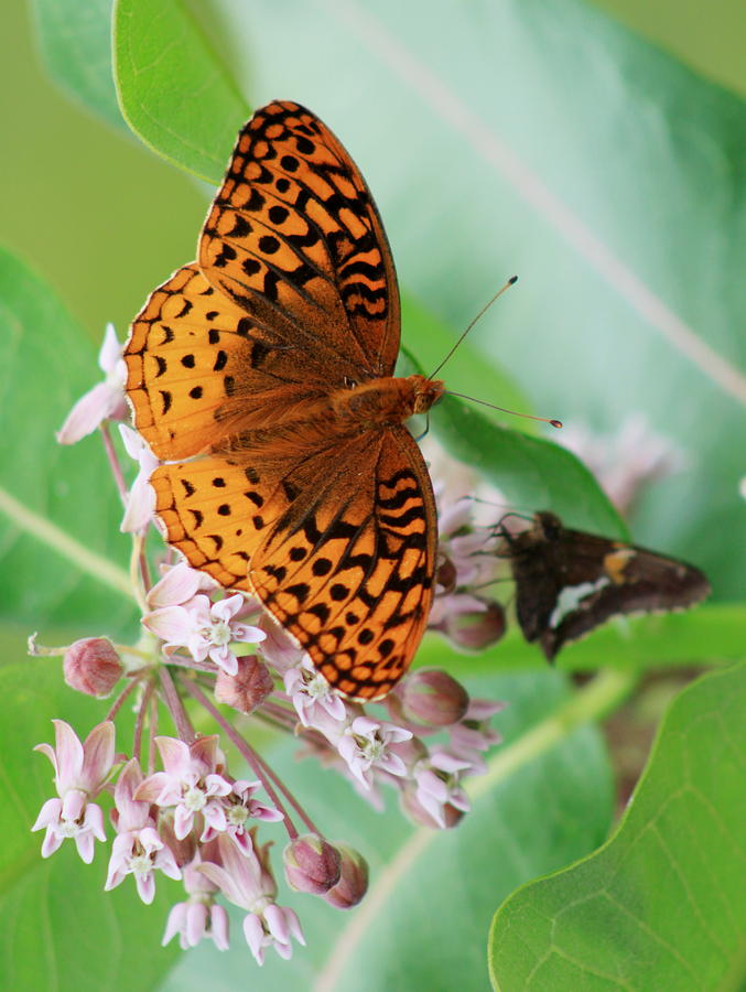 Silver Bordered Fritillary and Silver Spotted Skipper Butterflies on Milkweed Photograph by John Burk