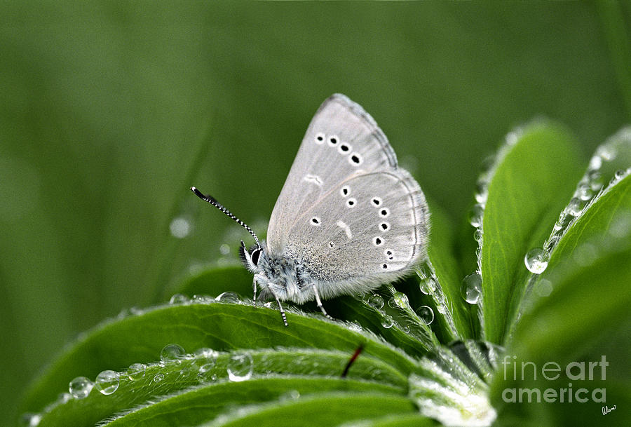 Silver Butterfly Photograph by Alana Ranney