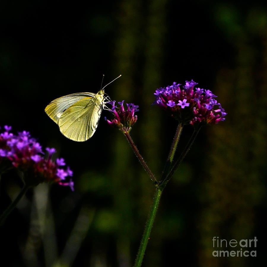 Silver Butterfly Purple Flower Photograph by Byron Varvarigos