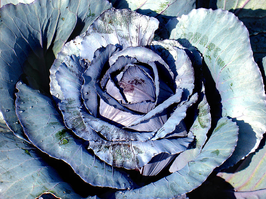 Silver Cabbage Photograph by Steve Karol