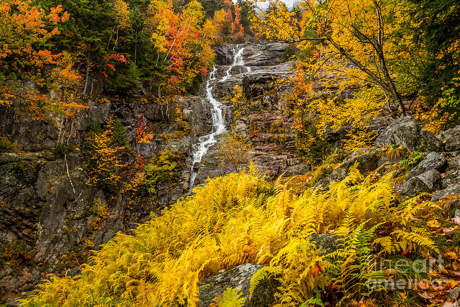 Silver Cascade in Gold Photograph by Susan Cole Kelly