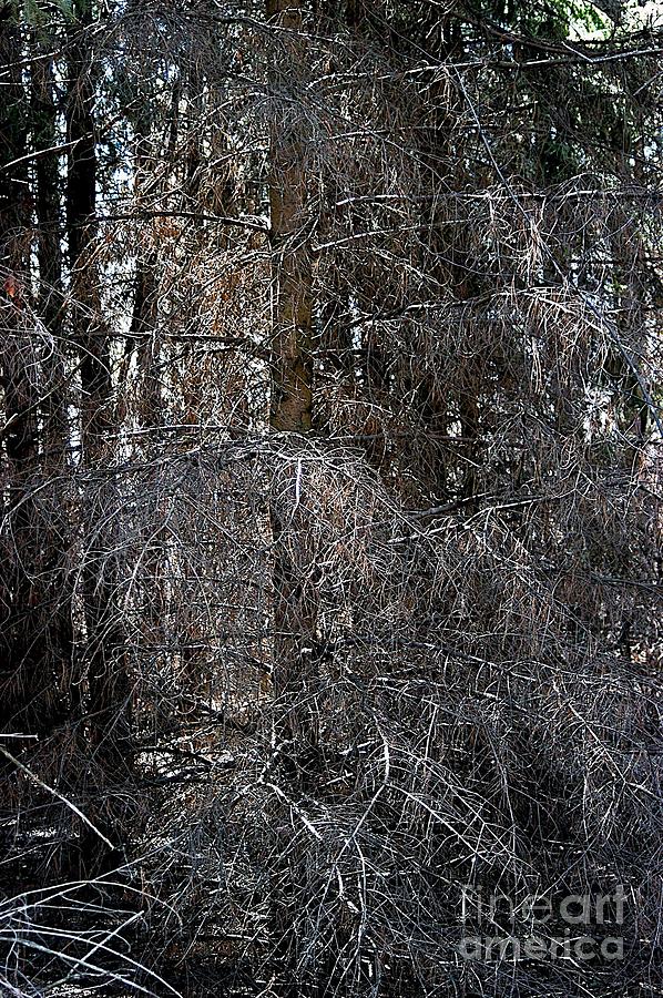 Cedar Tree Photograph - Silver Cedar by Joseph Yarbrough