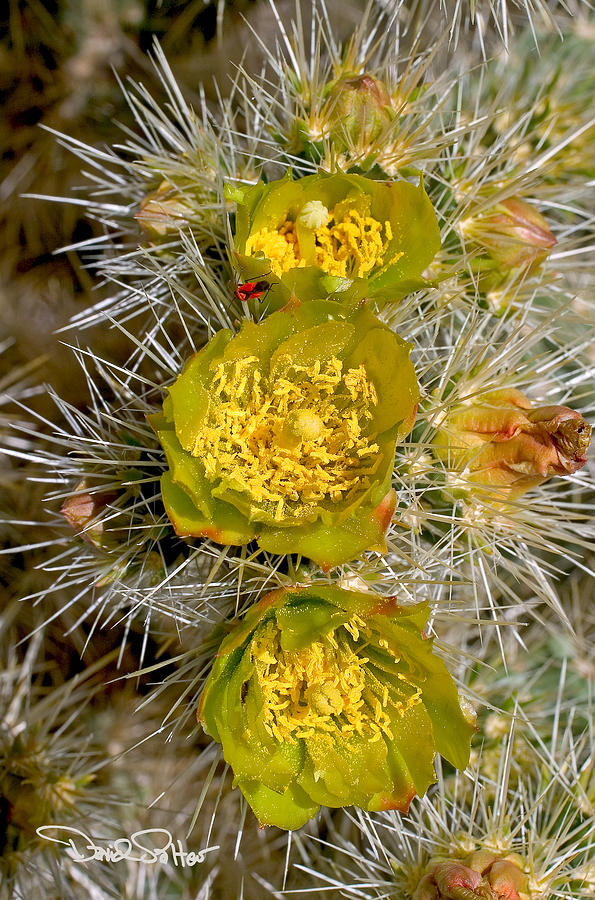 Cactus Flower Photograph - Silver Cholla Cactus by David Salter