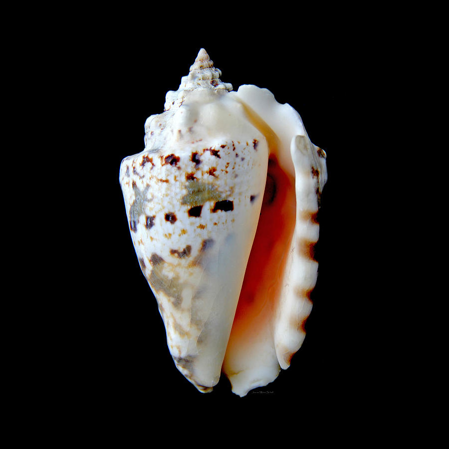 Silver Conch Seashell Photograph by Jennie Marie Schell