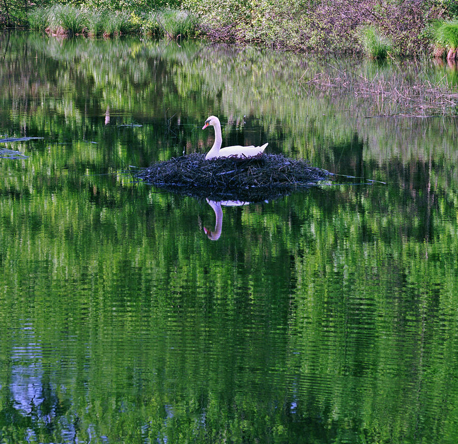 Lake Michigan Photograph - Silver Creek Swan by Kris Rasmusson