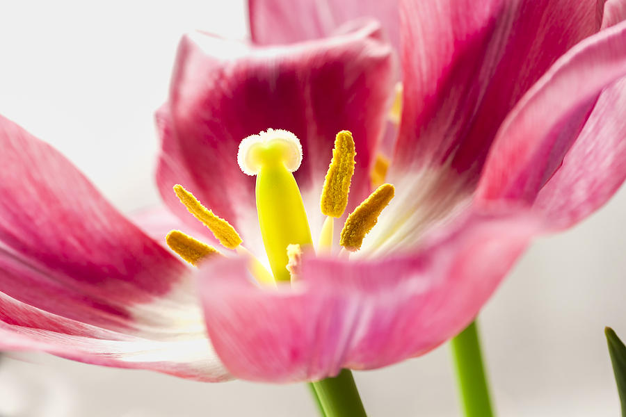 Silver Crown Tulip 2 Photograph by Leigh Anne Meeks