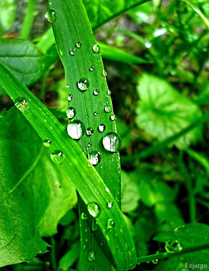 Silver Drops. Photograph by Enjargo Art - Fine Art America