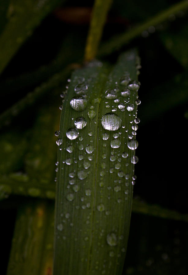 Nature Photograph - Silver Drops on Green Leaves by John Daly