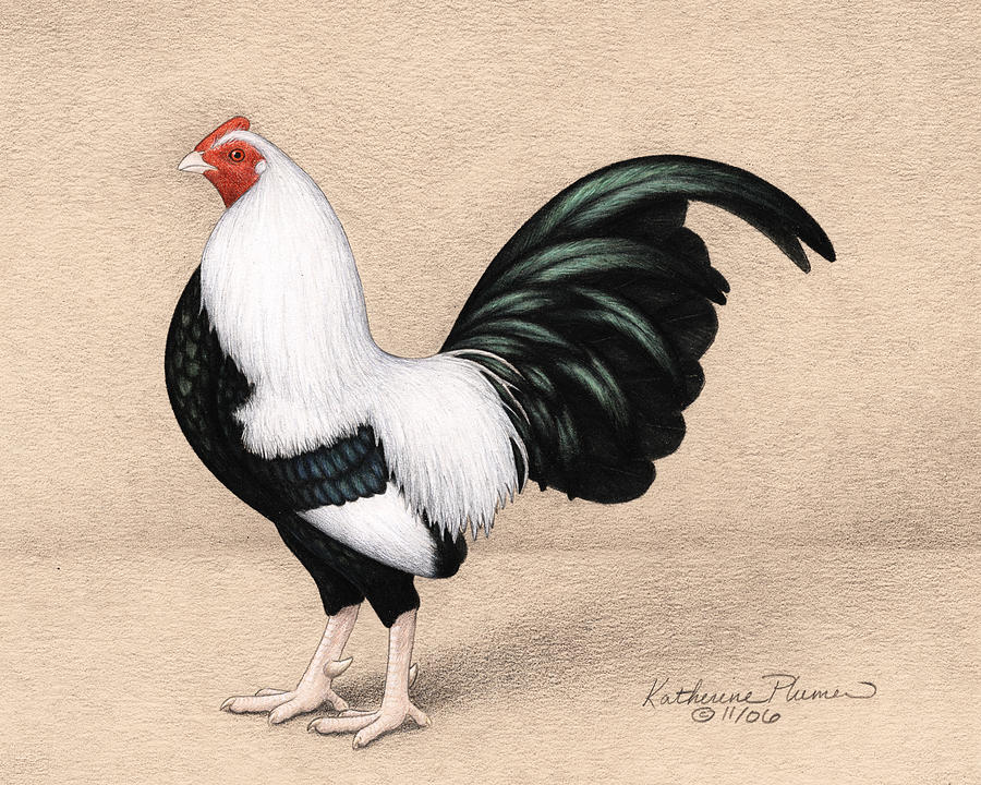 Rooster Drawing - Silver Duckwing Old English Game Bantam by Katherine Plumer