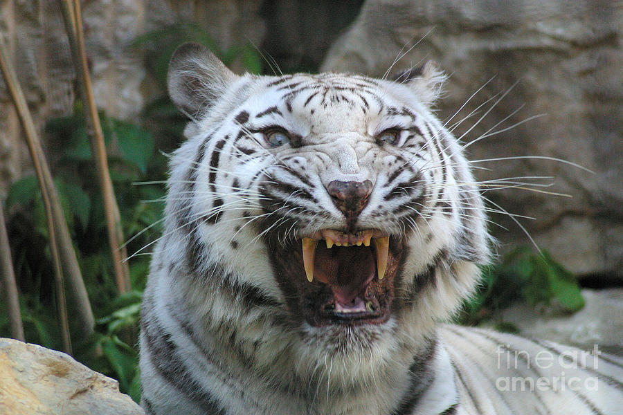 Tiger Photograph - Silver - Fangs 7980 by Gary Gingrich Galleries