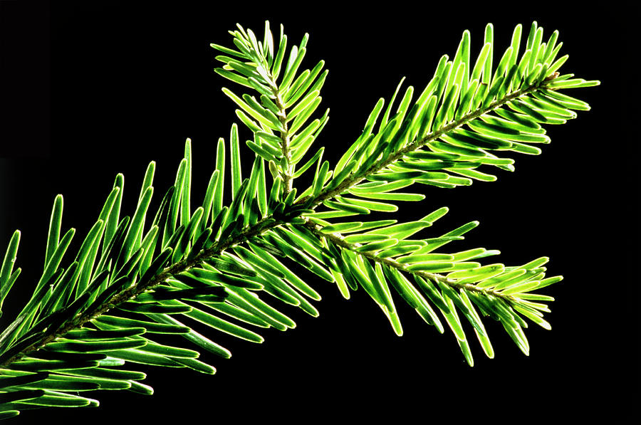 Silver Fir Twig Photograph by Science Photo Library Silver Fir Twig Photograph by Science Photo Library