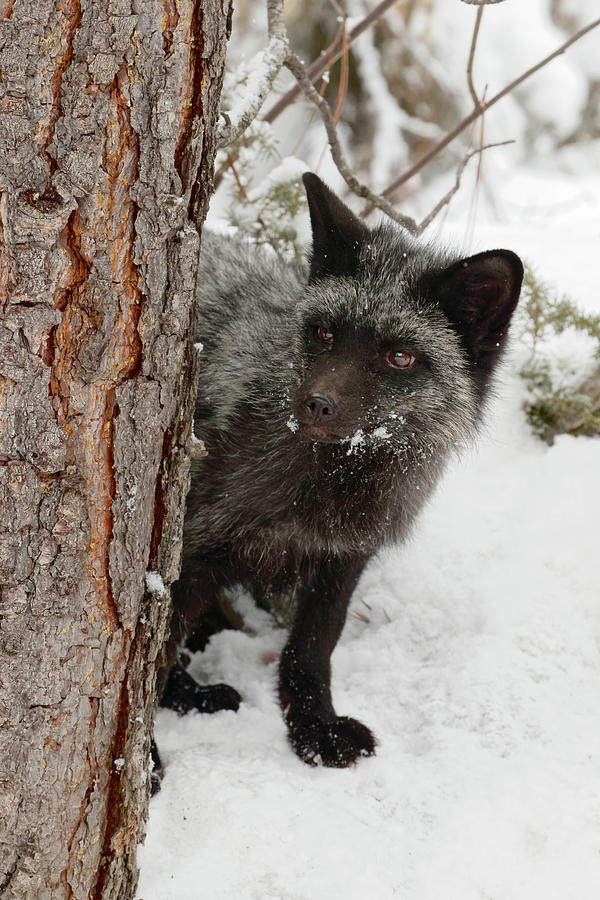 Silver Fox A Melanistic Form Of The Red Photograph by Adam Jones Silver Fox A Melanistic Form Of The Red Photograph by Adam Jones