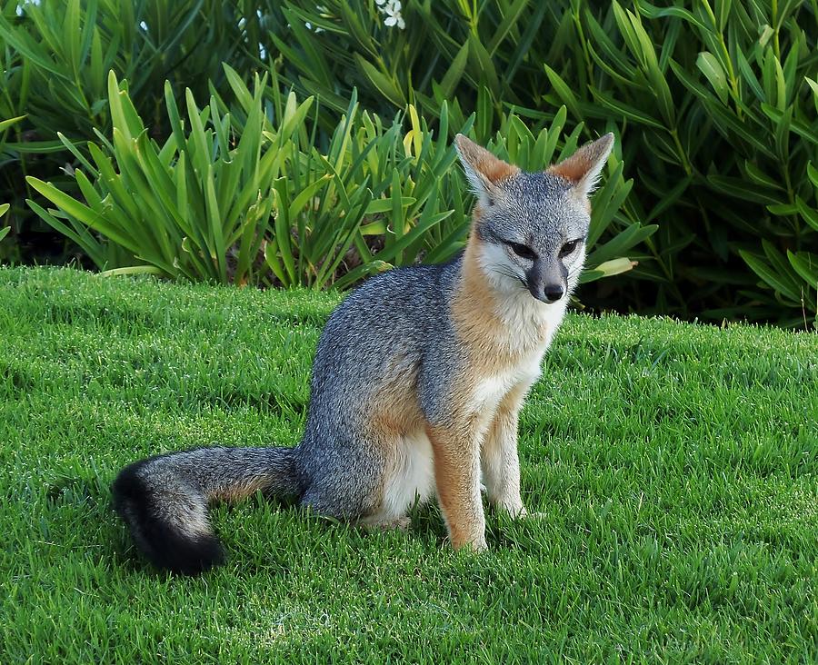 Silver Fox on the Grass Photograph by Jan Moore