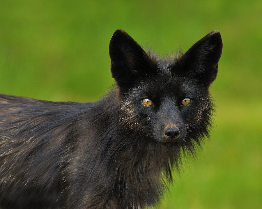 Silver fox. Silver Fox animal. Silver Fox животное. Silver-Red Fox.