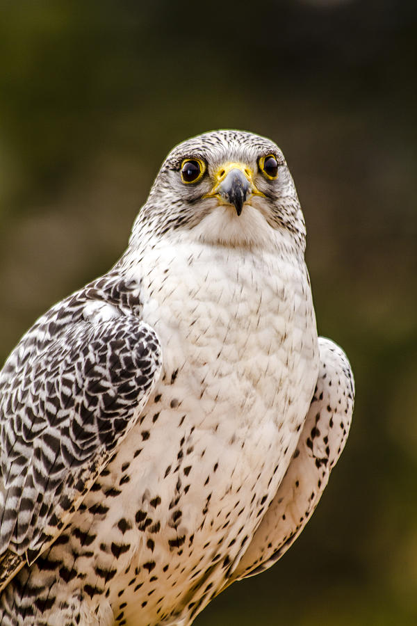 Silver Gerfalcon Photograph by Teri Virbickis