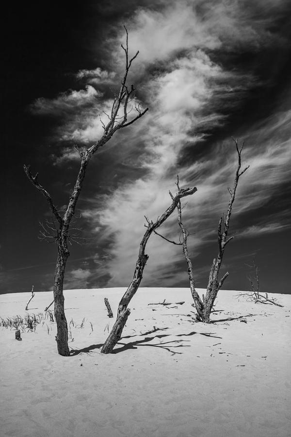 Silver Lake Dune With Dead Trees And Cirrus Clouds In Black And White Photograph