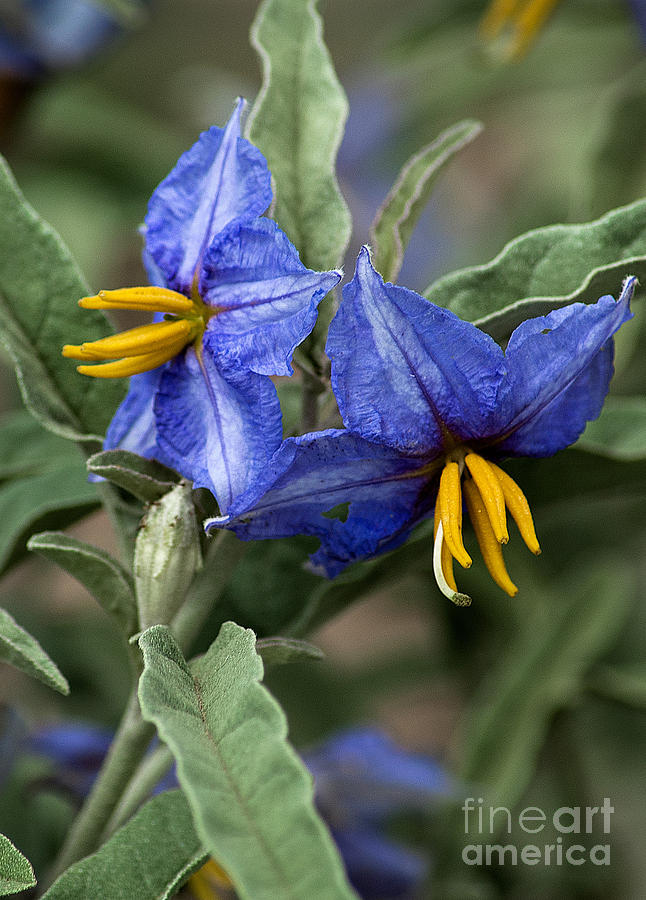 Silver Leaf Blooms Photograph by Mae Wertz