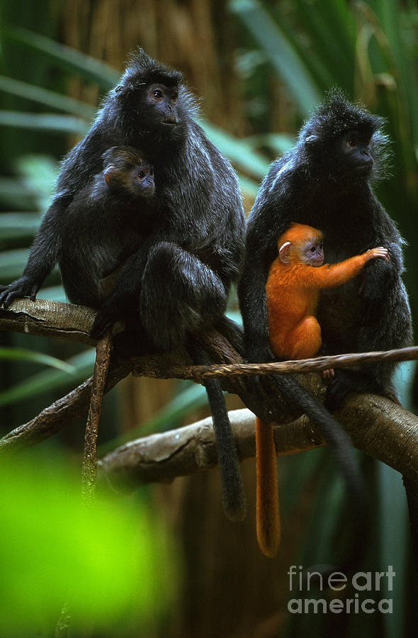Silver Leaf Langur With Young Photograph by Art Wolfe