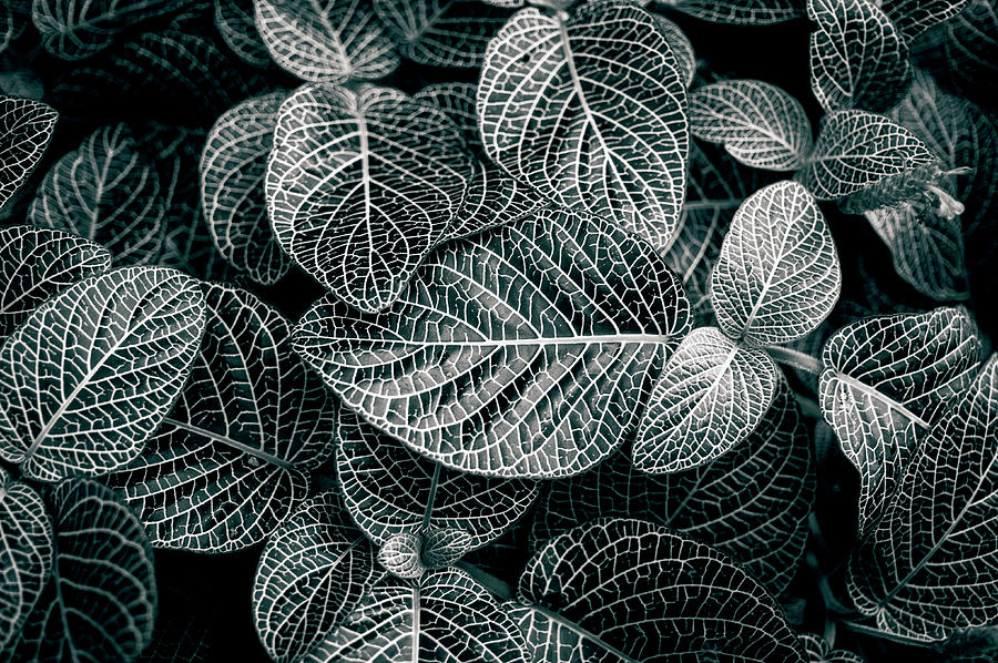 Silver Leaves Photograph by Nicoimages.com