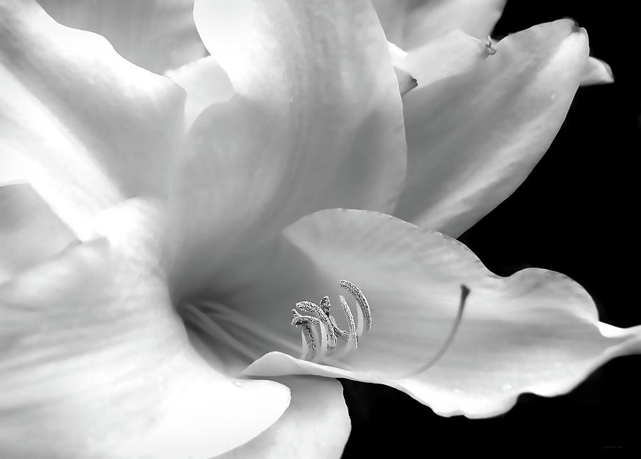 Silver Lily Flower  Photograph by Jennie Marie Schell