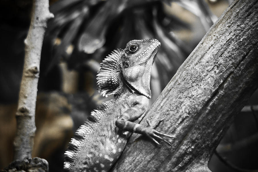Silver Lizard Photograph by Marilyn Hunt