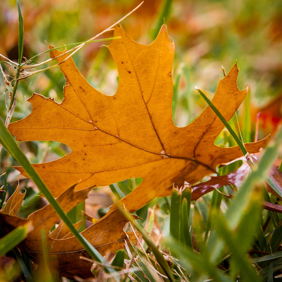 Silver Oak Leaf Photograph by Melinda Ledsome