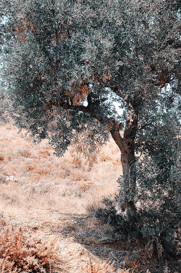 Silver Olive Tree. Nature in Alien Skin Photograph by Jenny Rainbow
