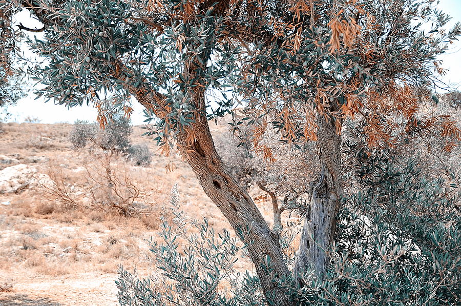 Silver Olive Trees. Nature in Alien Skin Photograph by Jenny Rainbow