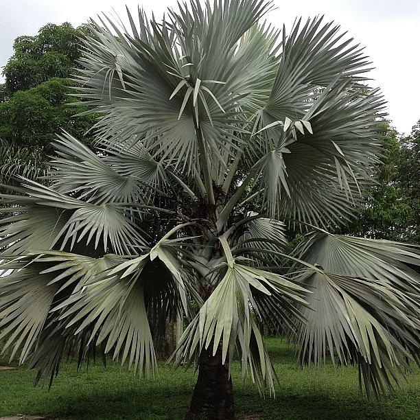 Family Photograph - Silver Palm Palma Plateada #bismarckia by Mario Echeverria