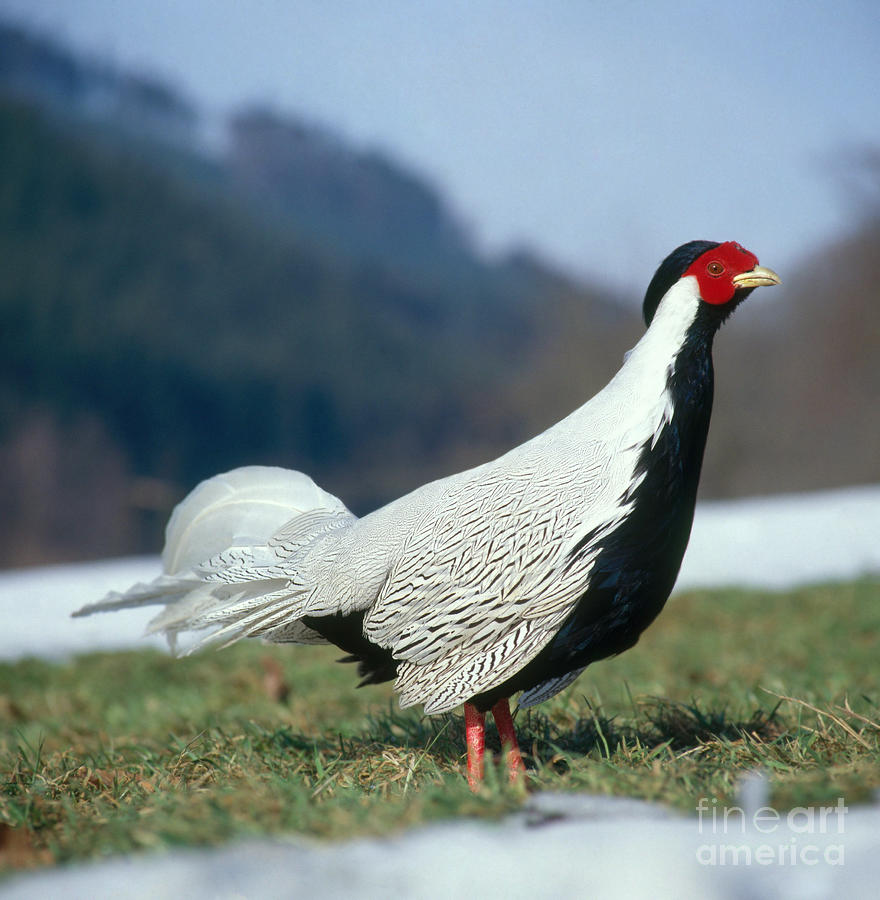 Silver Pheasant Photograph by Hans Reinhard