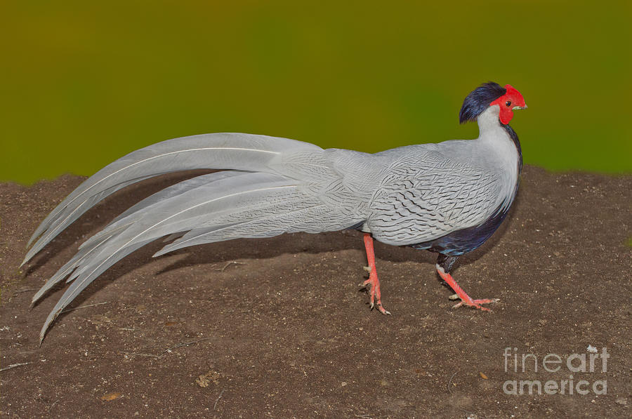 Animal Photograph - Silver Pheasant In Strutting Pose by Anthony Mercieca