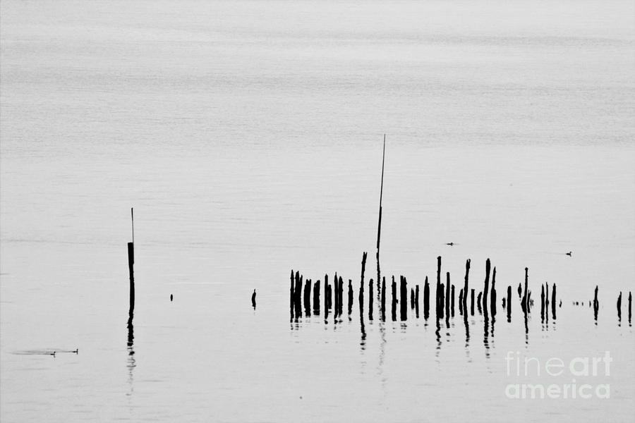 Silver Pond and Poles Photograph by Heiko Koehrer-Wagner