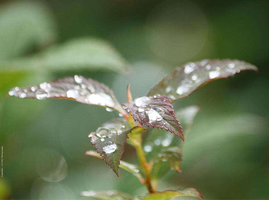 Nature Photograph - Silver Rain by Al Fritz