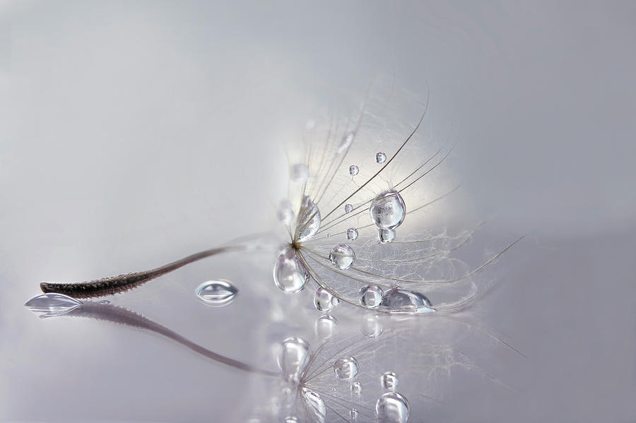 Feather Still Life Photograph - Silver by Rina Barbieri