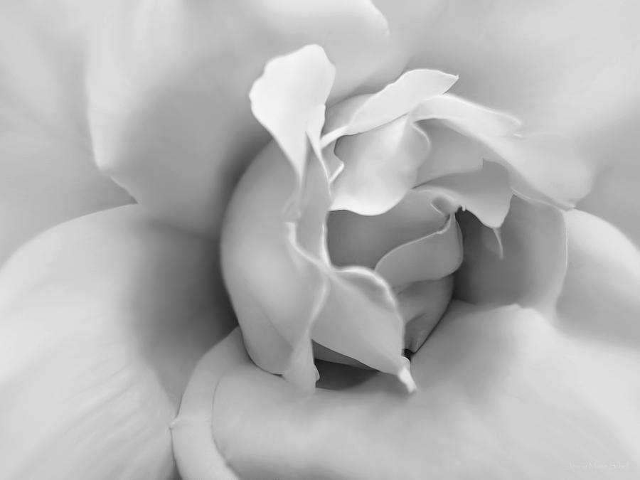 Silver Rose Flower Photograph by Jennie Marie Schell