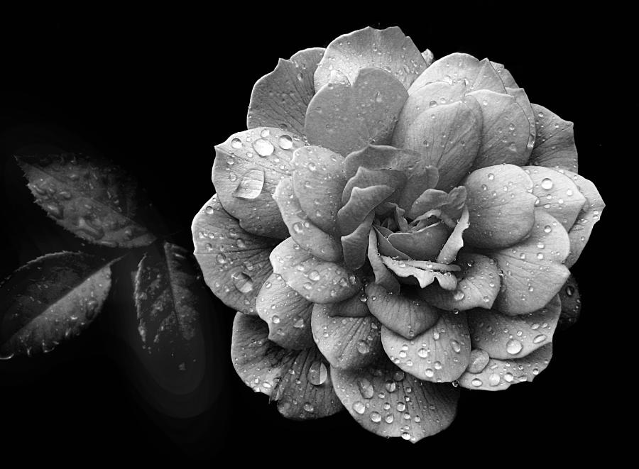 Rose Rain #2 Photograph by Jessica Jenney