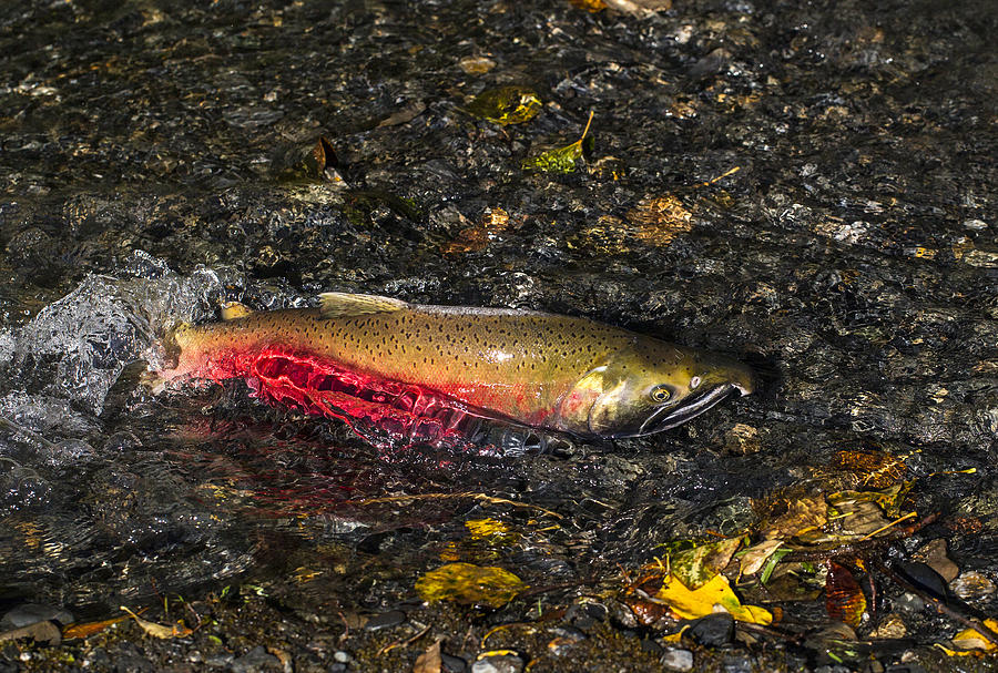 Nature Photograph - Silver Salmon Spawning by Doug Lloyd