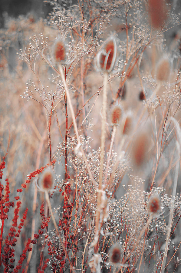 Silver Shades of Wild Grass 1 Photograph by Jenny Rainbow
