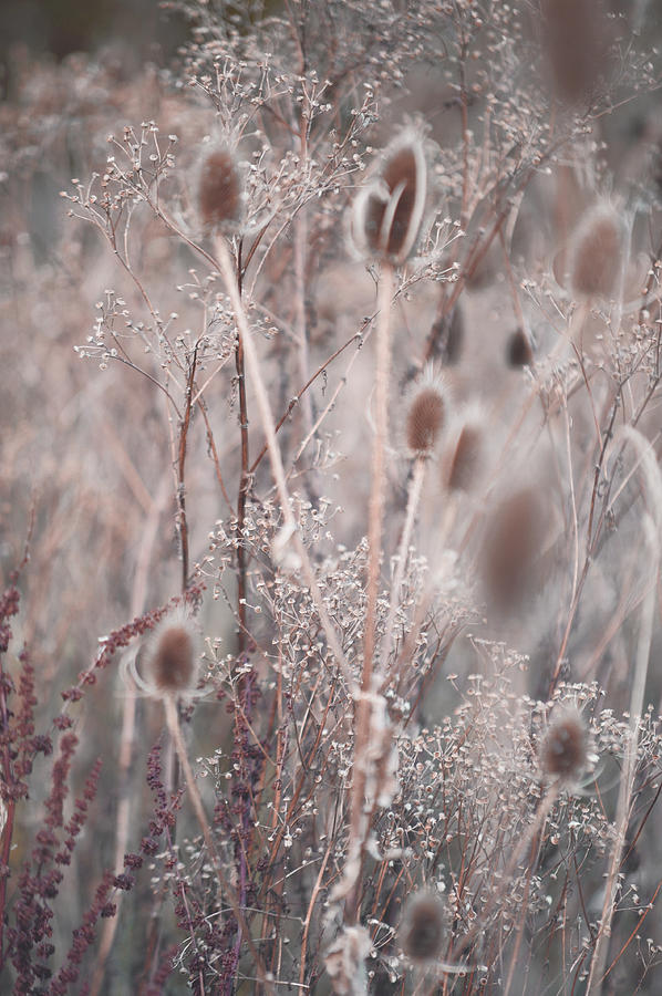 Silver Shades of Wild Grass 2 Photograph by Jenny Rainbow