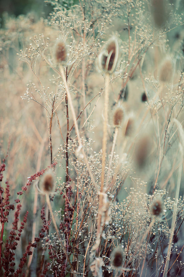 Silver Shades of Wild Grass Photograph by Jenny Rainbow