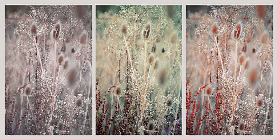Silver Shades of Wild Grass. Triptych Photograph by Jenny Rainbow