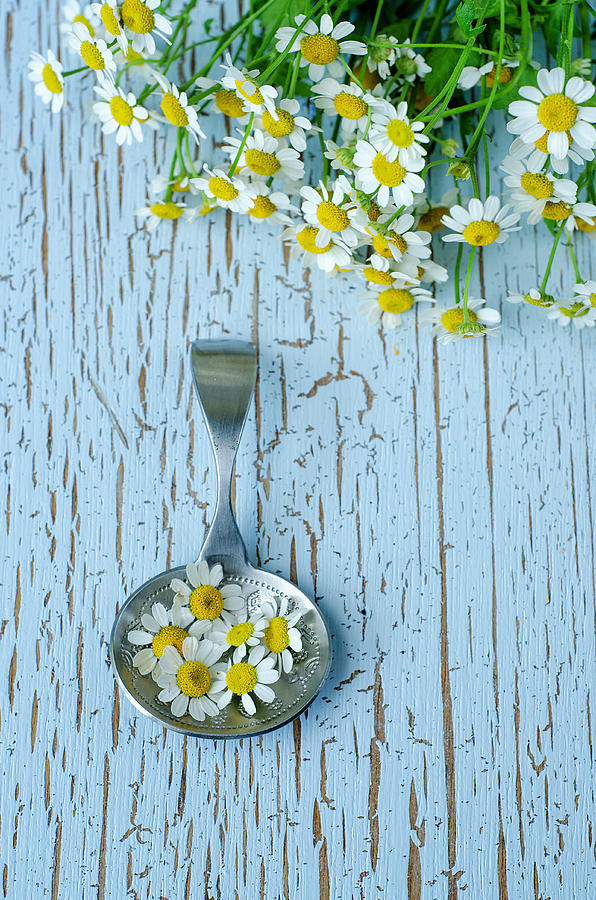 Silver spoon with chamomile flowers Photograph by Natalia Ganelin