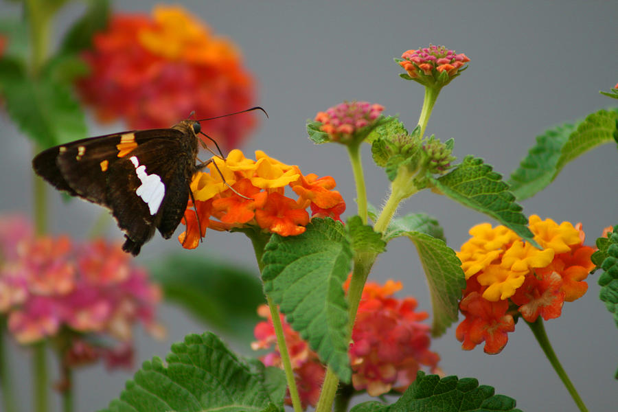 Silver-Spotted Skipper Butterfly on Lantana Blossoms Photograph by Kathy Clark