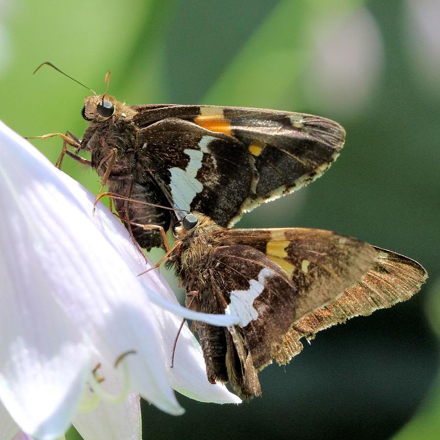 Silver-spotted Skippers Photograph by Doris Potter