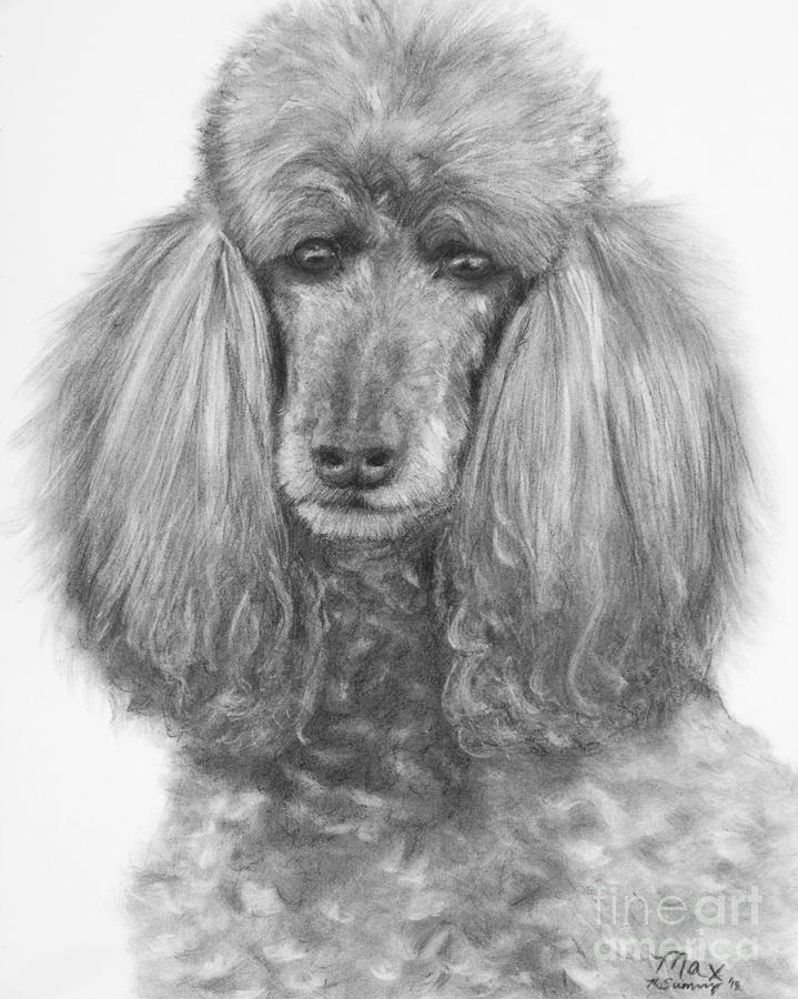 Silver Standard Poodle Drawing Drawing by Kate Sumners Fine Art America